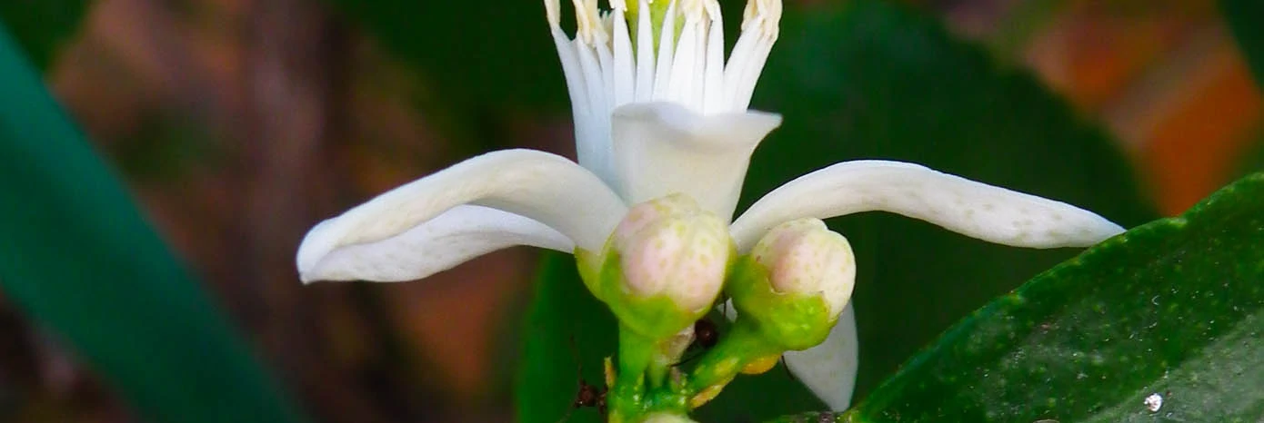 Neroli Oil