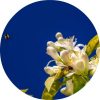 Petitgrain, Lemon Essential Oil