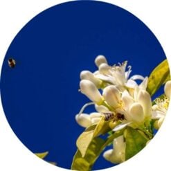 Petitgrain, Lemon Essential Oil
