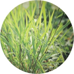 Vetiver, Ruh Khus Essential Oil