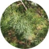 Cypress Leaf, White Essential Oil