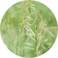 Hay Essential Oil