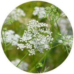 LLcuminessentialoil