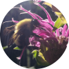 Bee Balm Essential Oil