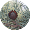 Living Libations Cypress Wood, White Essential Oil