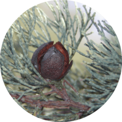 Living Libations Cypress Wood, White Essential Oil