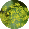 Living Libations Dill Essential Oil