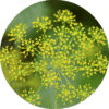 Living Libations Dill Essential Oil
