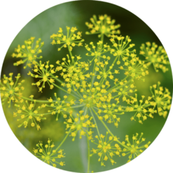 Living Libations Dill Essential Oil