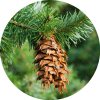 Fir, Douglas Essential Oil
