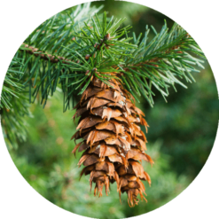 Fir, Douglas Essential Oil
