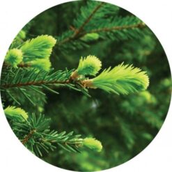 Fir, Grand Essential Oil