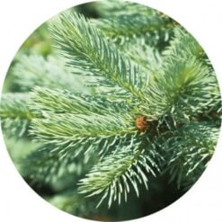 Fir Silver Essential Oil