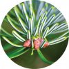 Fir, White Essential Oil