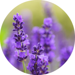 Living Libations Lavender Absolute