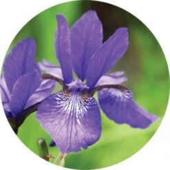Living Libations Orris Root Essential Oil