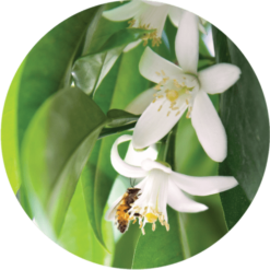 Living Libations Petitgrain Mandarin