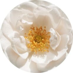 Living Libations Rose Otto, White essential oil