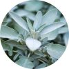 Living Libations Sage, White Essential Oil