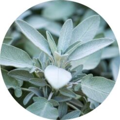 Living Libations Sage, White Essential Oil