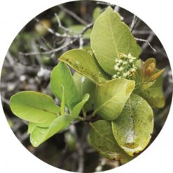Living Libations Sandalwood Royal Essential Oil