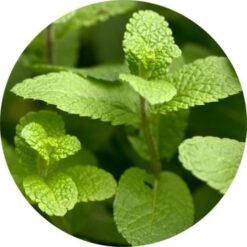 Living Libations Spearmint Essential Oil