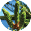 Spruce, Black Essential Oil