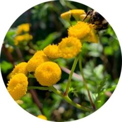 Living Libations Tansy Essential Oil