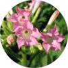Living Libations - Tobacco Absolute