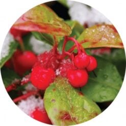 Living Libations Wintergreen Essential Oil