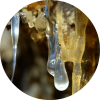 Living libations - Forest Amber Essential Oil