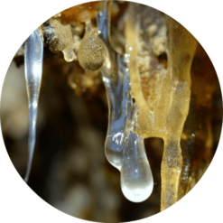 Living libations - Forest Amber Essential Oil