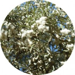 Living libations Leleshwa Essential Oil