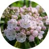 Living libations laurel essential oil