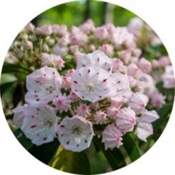 Living libations laurel essential oil