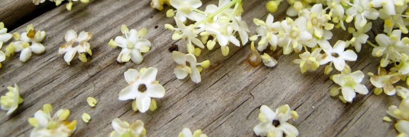 elderflower-banner