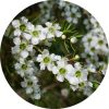 living libations Lemon Tree Essential Oil