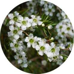 living libations Lemon Tree Essential Oil