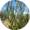 living libations Myrtle, Honey Essential Oil