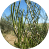 living libations Myrtle, Honey Essential Oil