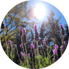 living libations alpine lavender essential oil