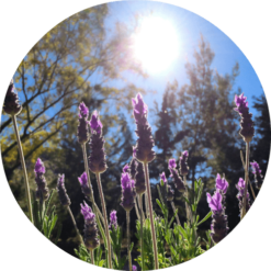 living libations alpine lavender essential oil