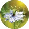 Black Cumin Seed