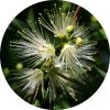 living libations myrtle lemon essential oil