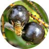 Saw Palmetto Berry Essential Oil