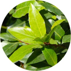 Moena Essential Oil