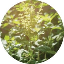 Basil holy essential oil