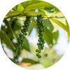 Living Libations Black Pepper Essential Oil