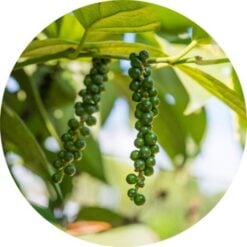 Living Libations Black Pepper Essential Oil