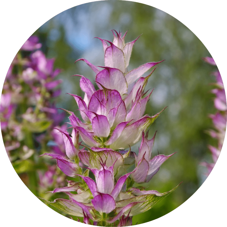 Living Libations Clary Sage Essential Oil